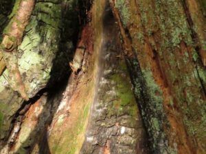 37a stump (And the River Still Sings crosses the sea)