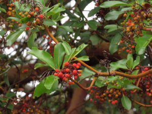 5 arbutus berries (Thanksgiving on Gabriola Island)