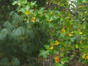 5 white pine (And The River Still Sings still on the move.)