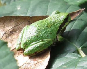 6 green frog (The Lower Mainland)