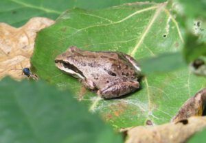 7 brown frog (The Lower Mainland)