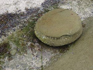 8 round stne (Thanksgiving on Gabriola Island)