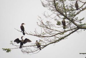 9 shags (Thanksgiving on Gabriola Island)