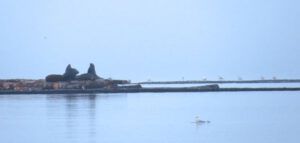 xxx 3 sealions (And the River Still Sings crosses the sea)