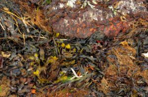 xxx 4 tidewrack (And the River Still Sings crosses the sea)