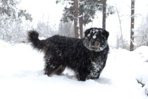 10 badger (A Real Winter for a Change?)