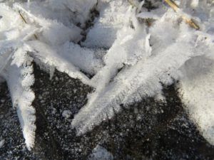 10 ice flowers 3 (Weather!)