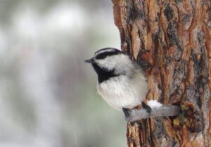 11 chickadee (A Real Winter for a Change?)