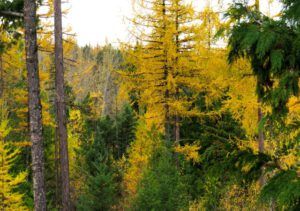 13 gregerson larches (And The River Still Sings Goes Home!)