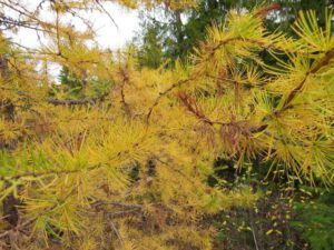 14 larch closeup (And The River Still Sings Goes Home!)