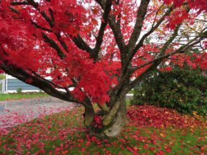 17 Japanese maple (And The River Still Sings Goes Home!)