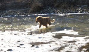 18 harry in river (Weather!)
