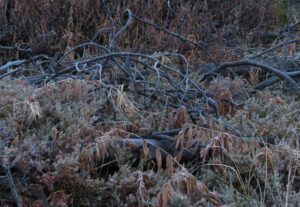 1a brown (Super-Sarah – Wonder Wwoofer!)