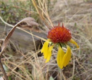 2 browneyed susan (And The River Still Sings Goes Home!)