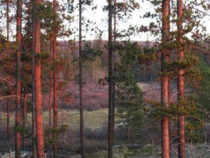 22 smoke light 1jpg (Weather!)