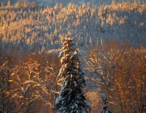 23 lone tree (A Real Winter for a Change?)