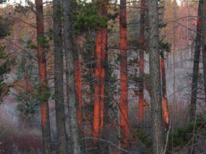 23 smoke light 2 IMG_0845 (Weather!)