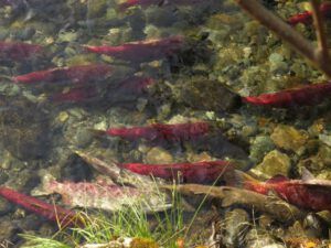 26 salmon (And The River Still Sings Goes Home!)