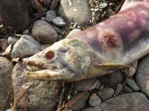 27 dead female (And The River Still Sings Goes Home!)