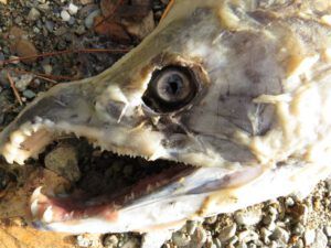 28 dead male (And The River Still Sings Goes Home!)