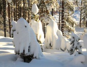 28 gnome trees (A Real Winter for a Change?)