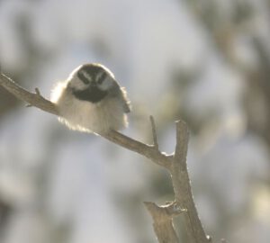 29 chickadee (A Real Winter for a Change?)