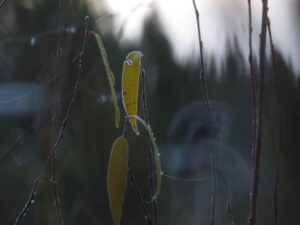 2a frosty leaf (Super-Sarah – Wonder Wwoofer!)