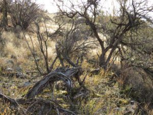 3 antelope bush (And The River Still Sings Goes Home!)