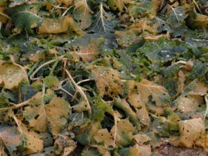 3 kale (A Real Winter for a Change?)