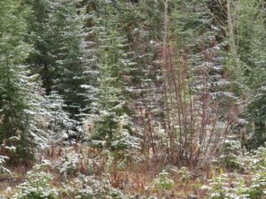 31 snow on trees (And The River Still Sings Goes Home!)