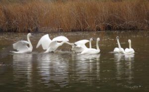 33 trumpeter swans (And The River Still Sings Goes Home!)