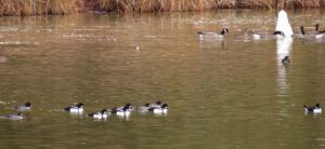 34 goldeneyes (And The River Still Sings Goes Home!)