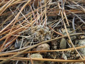 5 cactus (And The River Still Sings Goes Home!)