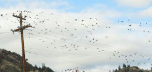6 wire birds (And The River Still Sings Goes Home!)