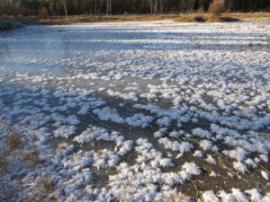 7 ice flowers (Weather!)