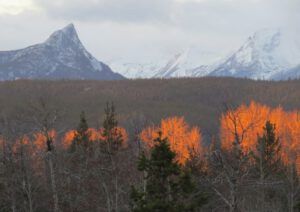 7 orange trees (A Real Winter for a Change?)