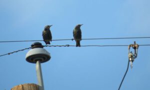 7 starlings (And The River Still Sings Goes Home!)