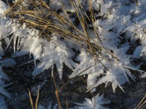 8 ice flowers 1 (Weather!)