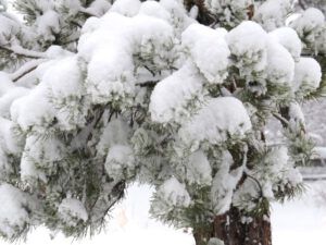 9 first snow (A Real Winter for a Change?)