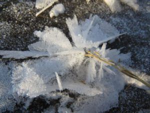 9 ice flowers 2 (Weather!)