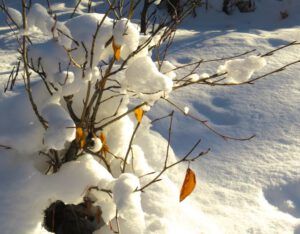 13 forgotten leaf (End of 2014)