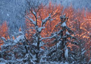 14 morning glow (Winter Wonderland)