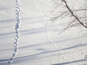 16 tracks (End of 2014)