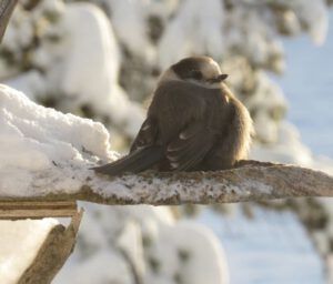 16 whiskeyjack (Winter Wonderland)