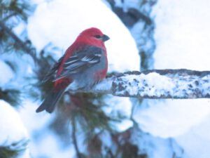17 pine grosbeak (Winter Wonderland)