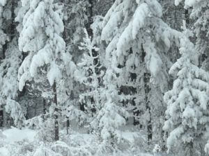 3 hoar frost (End of 2014)
