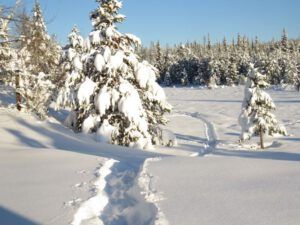 3a snowshoe track (Winter Wonderland)