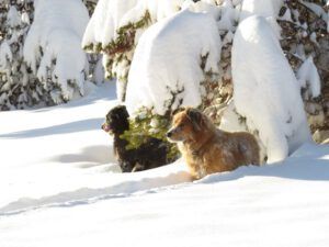 4 dogs and snow (Winter Wonderland)