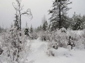 5 dull (Winter Thaw.)