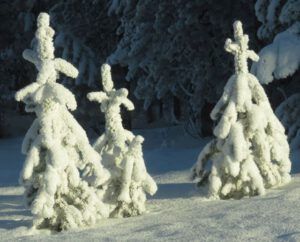 5.  Frost.  Little trees (Down the Bella Coola Hill)